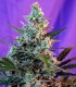 SWEET SKUNK FAST VERSION
