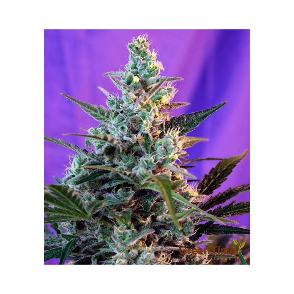 SWEET SKUNK FAST VERSION