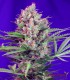 CREAM MANDARINE FAST VERSION