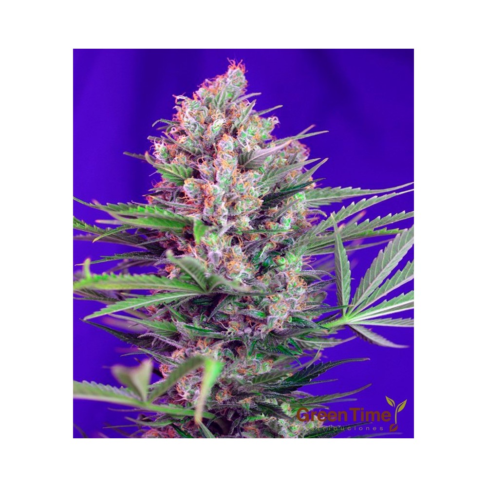 CREAM MANDARINE FAST VERSION