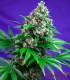 KILLER KUSH 3+1S FAST VERSION