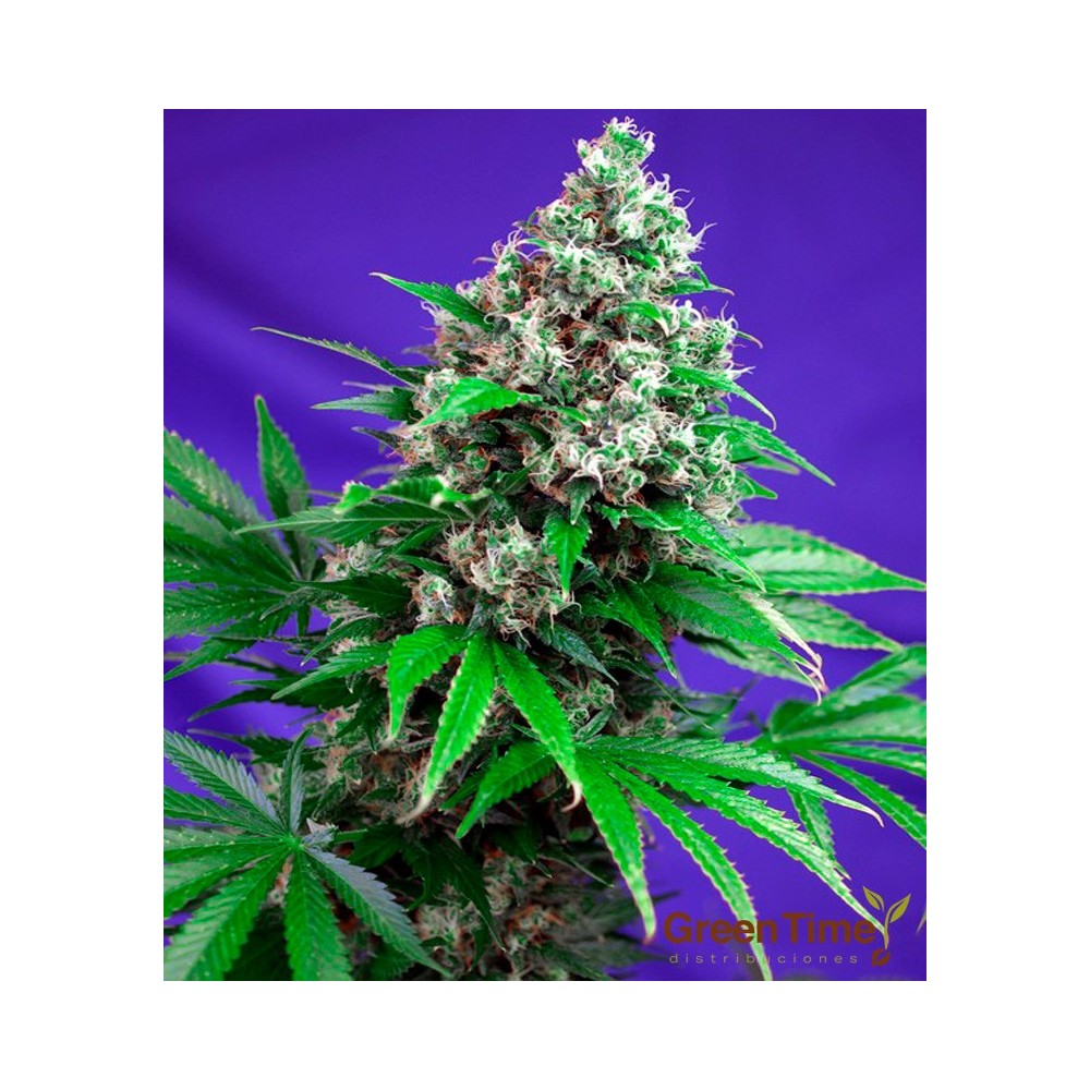 KILLER KUSH 3+1S FAST VERSION