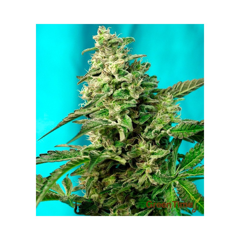 GREEN POISON FAST VERSION