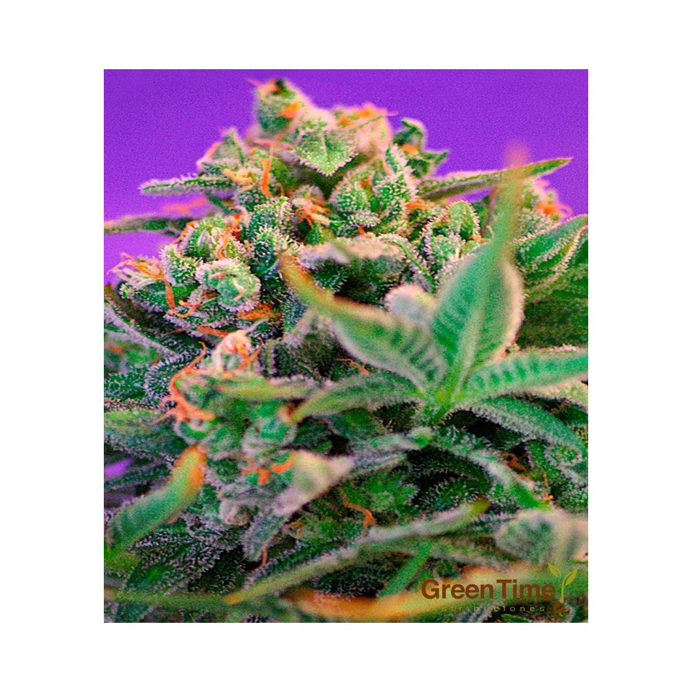 SWEET CHEESE FAST VERSION