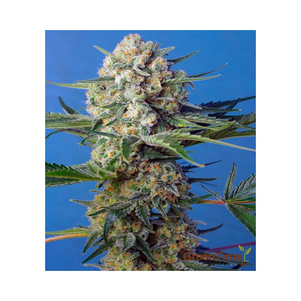 CRYSTAL CANDY FAST VERSION