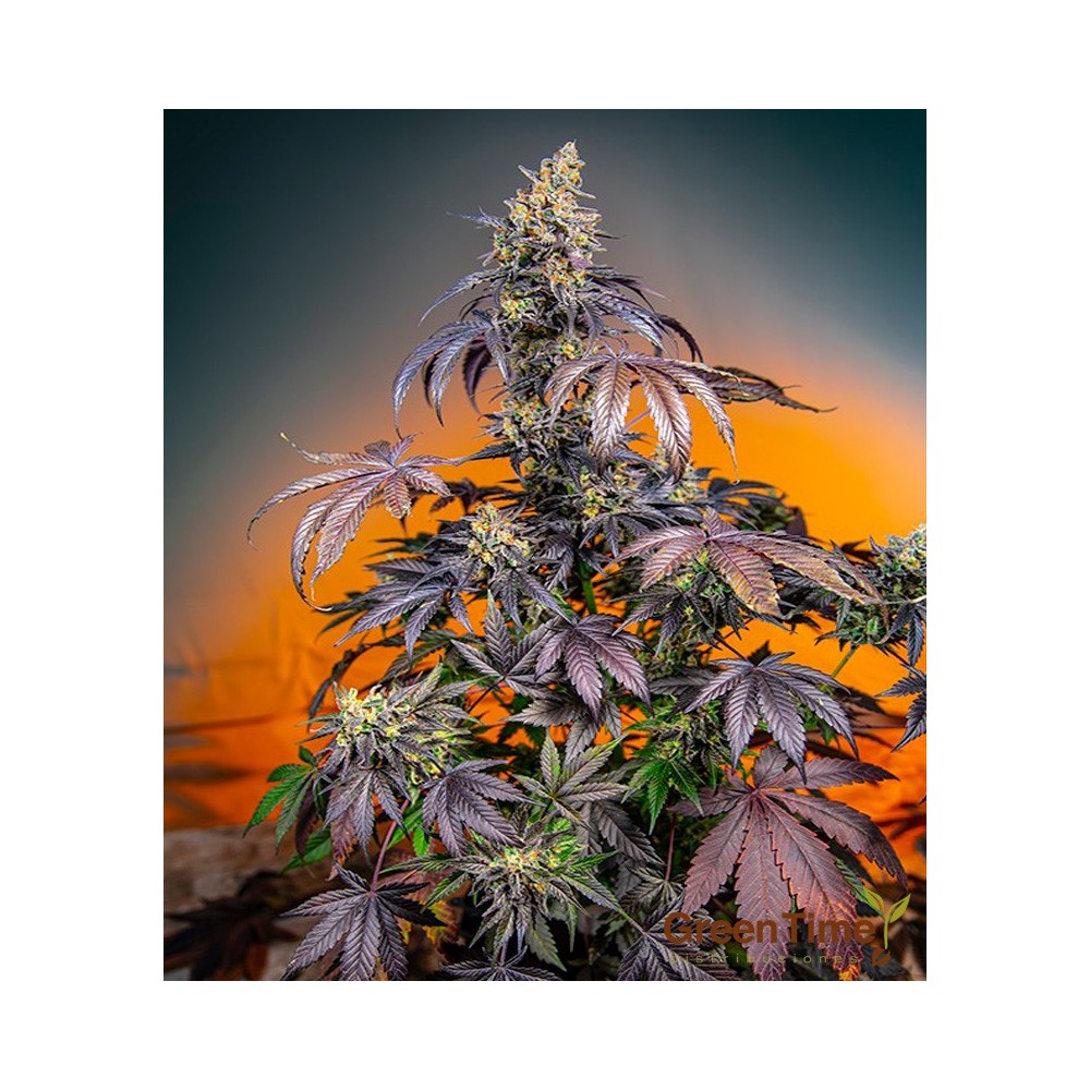 RED GORILLA GIRL XL AUTO