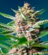 PURPLE PUNCH OG