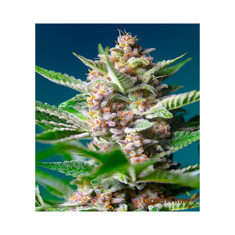 PURPLE PUNCH OG