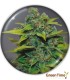 BANANA ZKITTLEZ MEDICAL SEEDS