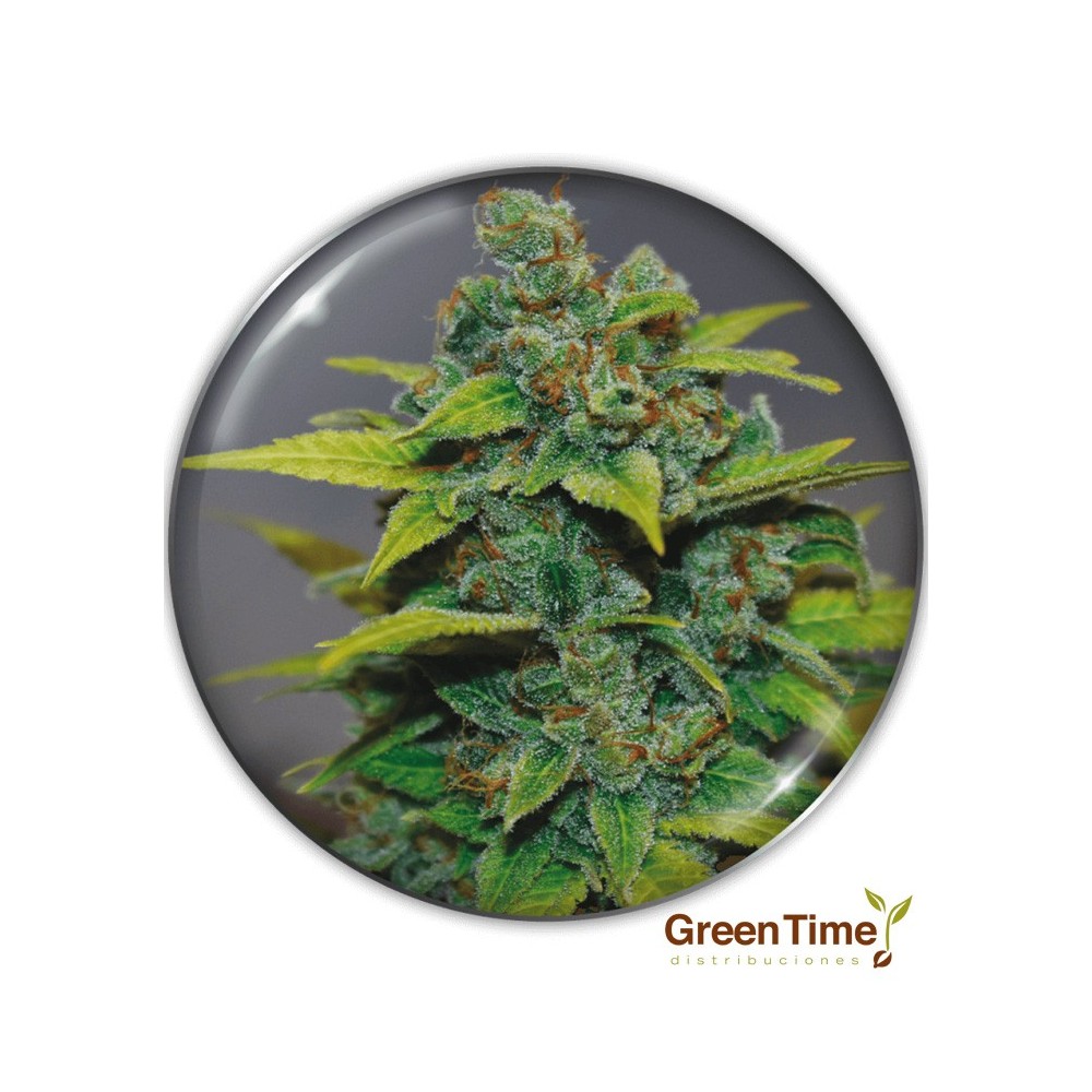 BANANA ZKITTLEZ MEDICAL SEEDS