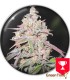 MENDOCINO CHANEL KUSH MEDICAL SEEDS