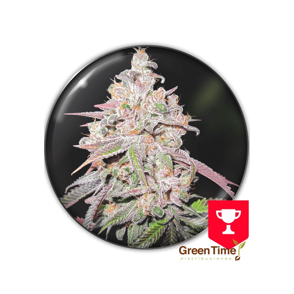 MENDOCINO CHANEL KUSH MEDICAL SEEDS
