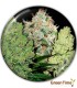 COLECCION 1 MEDICAL SEEDS