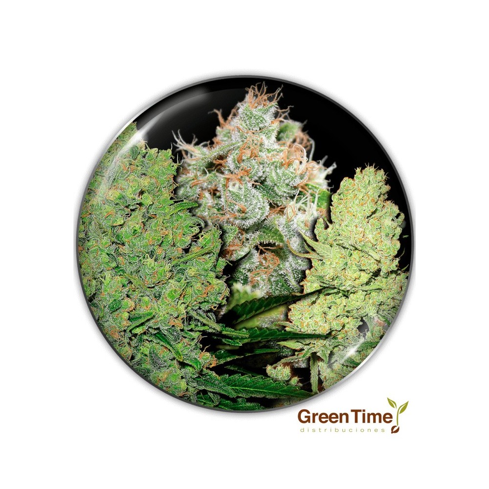 COLECCION 1 MEDICAL SEEDS