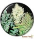 COLECCION 4 MEDICAL SEEDS