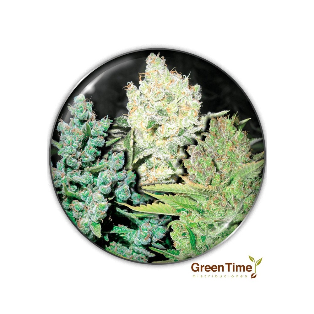 COLECCION 4 MEDICAL SEEDS