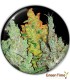 COLECCION 2 MEDICAL SEEDS