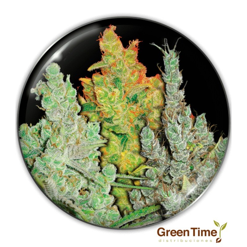 COLECCION 2 MEDICAL SEEDS