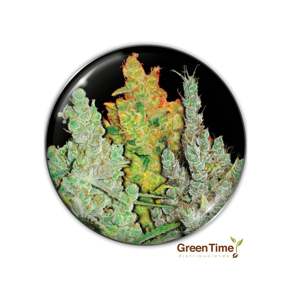 COLECCION 2 MEDICAL SEEDS