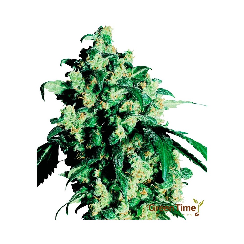 SUPER SKUNK 10S REGULAR