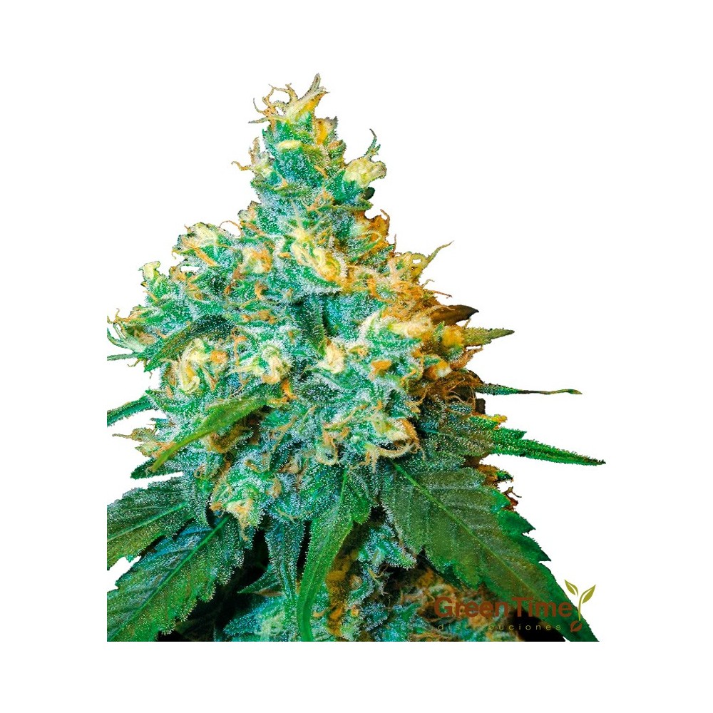 JACK HERER 10S REGULAR