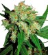 SENSI SKUNK 10S REGULAR SENSI SEEDS