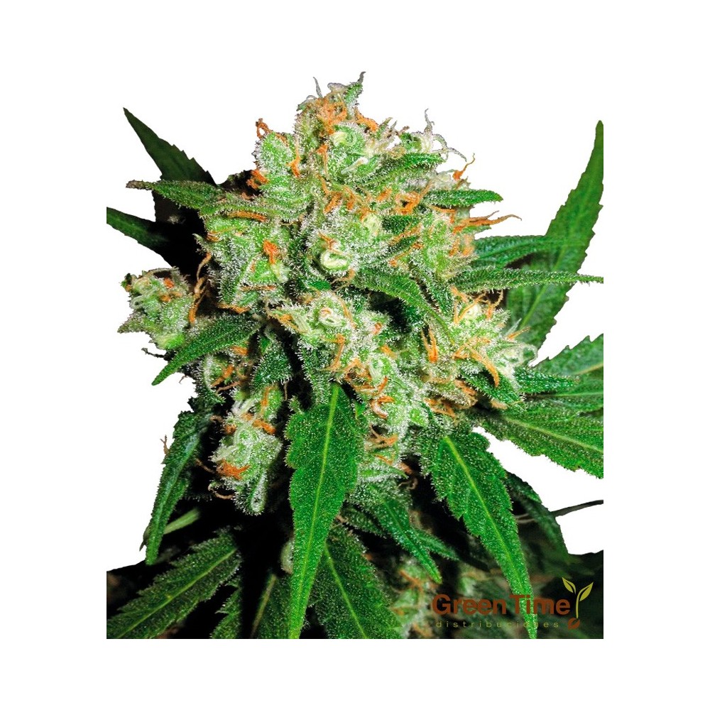 SENSI SKUNK 10S REGULAR SENSI SEEDS