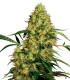 MEXICAN SATIVA 10S REGULAR SENSI SEEDS