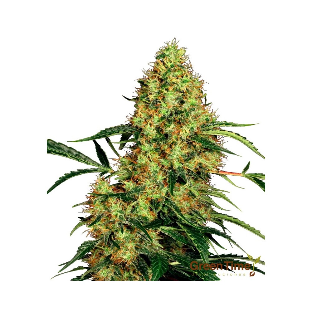 MEXICAN SATIVA 10S REGULAR SENSI SEEDS