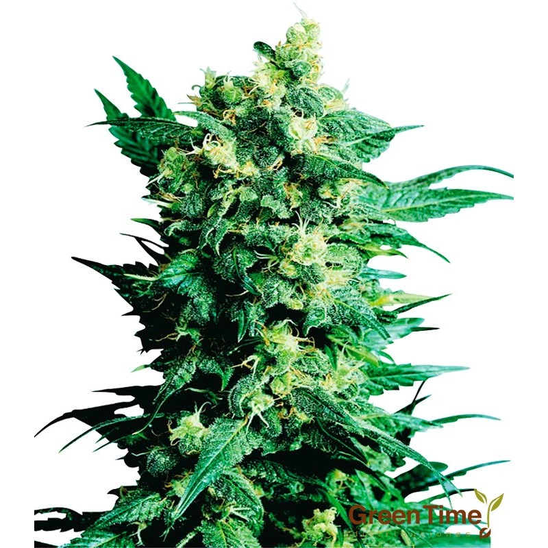 SHIVA SHANTI II 10S REGULAR SENSI SEEDS SHIVA SHANTI II 10S REGULAR SENSI SEEDS
