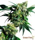 MR NICE G13 X HASH PLANT 10S REGULAR SENSI SEEDS