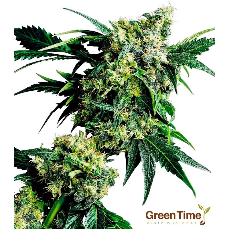 MR NICE G13 X HASH PLANT 10S REGULAR SENSI SEEDS MR NICE G13 X HASH PLANT 10S REGULAR SENSI SEEDS