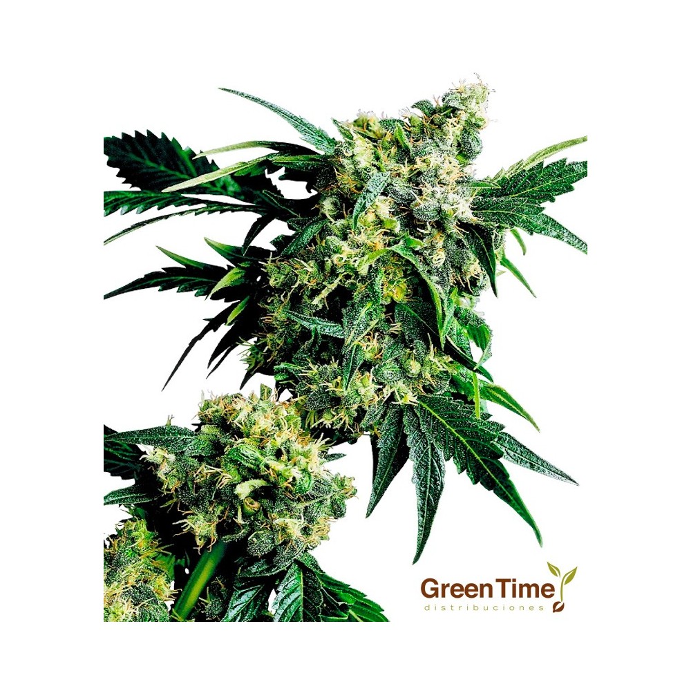 MR NICE G13 X HASH PLANT 10S REGULAR SENSI SEEDS