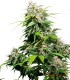 CALIFORNIA INDICA 10S REGULAR SENSI SEEDS