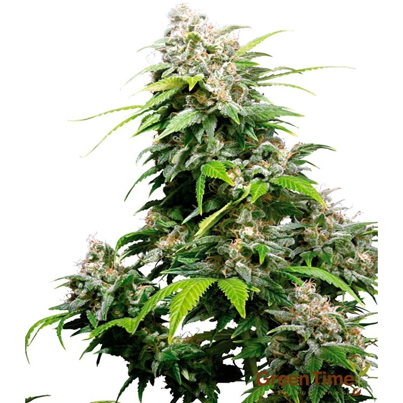 CALIFORNIA INDICA 10S REGULAR SENSI SEEDS