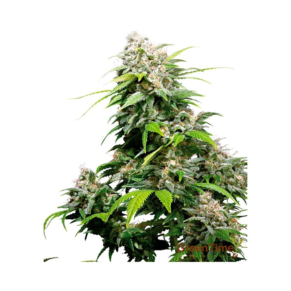 CALIFORNIA INDICA 10S REGULAR SENSI SEEDS