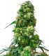EARLY SKUNK 10S REGULAR SENSI SEEDS