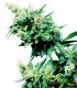 HASH PLANT 10S REGULAR SENSI SEEDS