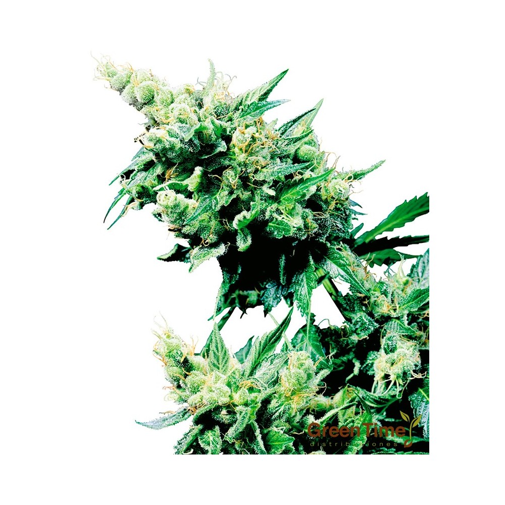 HASH PLANT 10S REGULAR SENSI SEEDS
