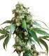 JACK FLASH 10S REGULAR SENSI SEEDS