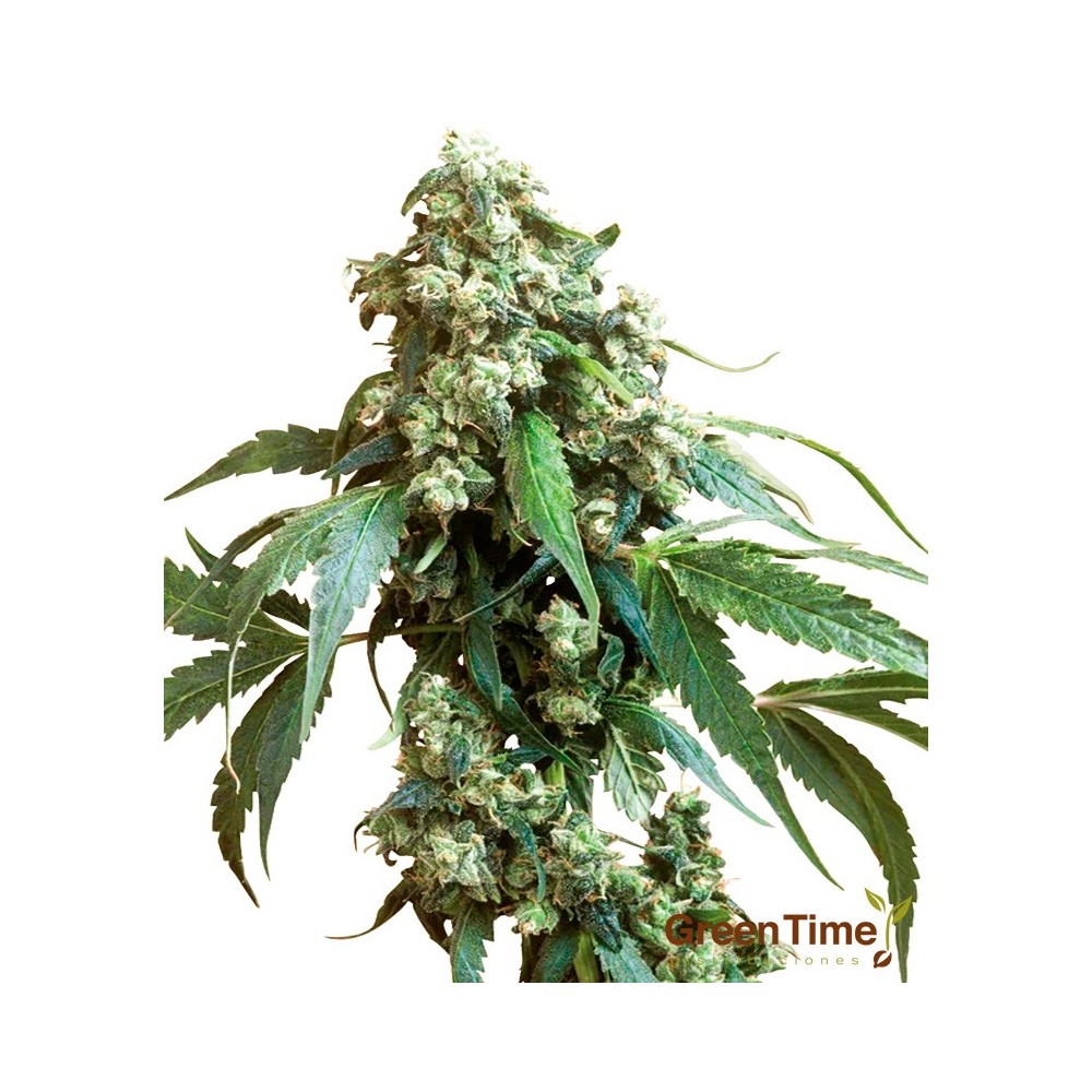 JACK FLASH 10S REGULAR SENSI SEEDS