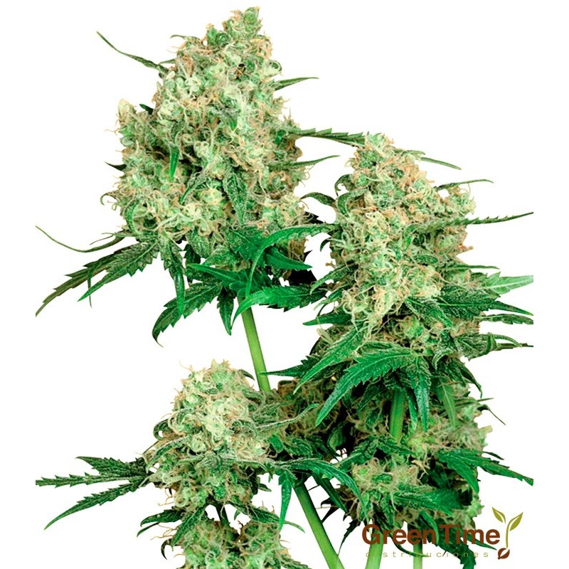 MAPLE LEAF INDICA 10S REGULAR SENSI SEEDS