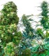 OUTDOOR MIX 10S REGULAR SENSI SEEDS