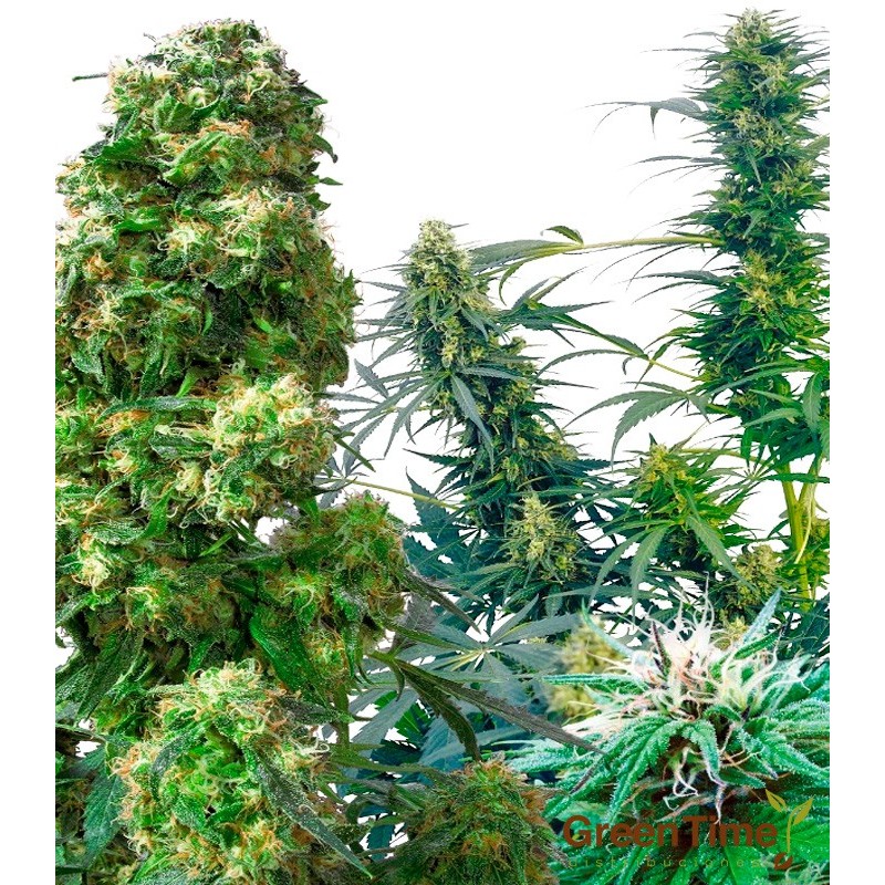 OUTDOOR MIX 10S REGULAR SENSI SEEDS