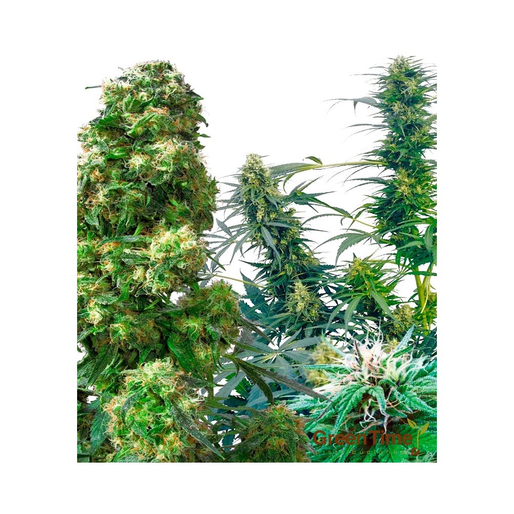 OUTDOOR MIX 10S REGULAR SENSI SEEDS