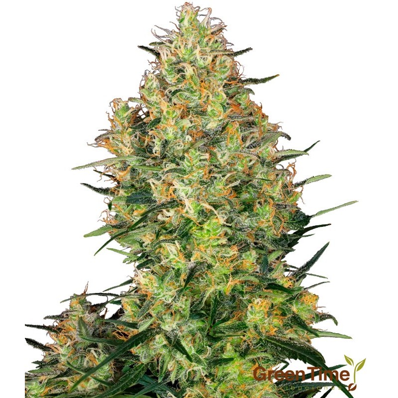 SHIVA SKUNK 10S REGULAR SENSI SEEDS