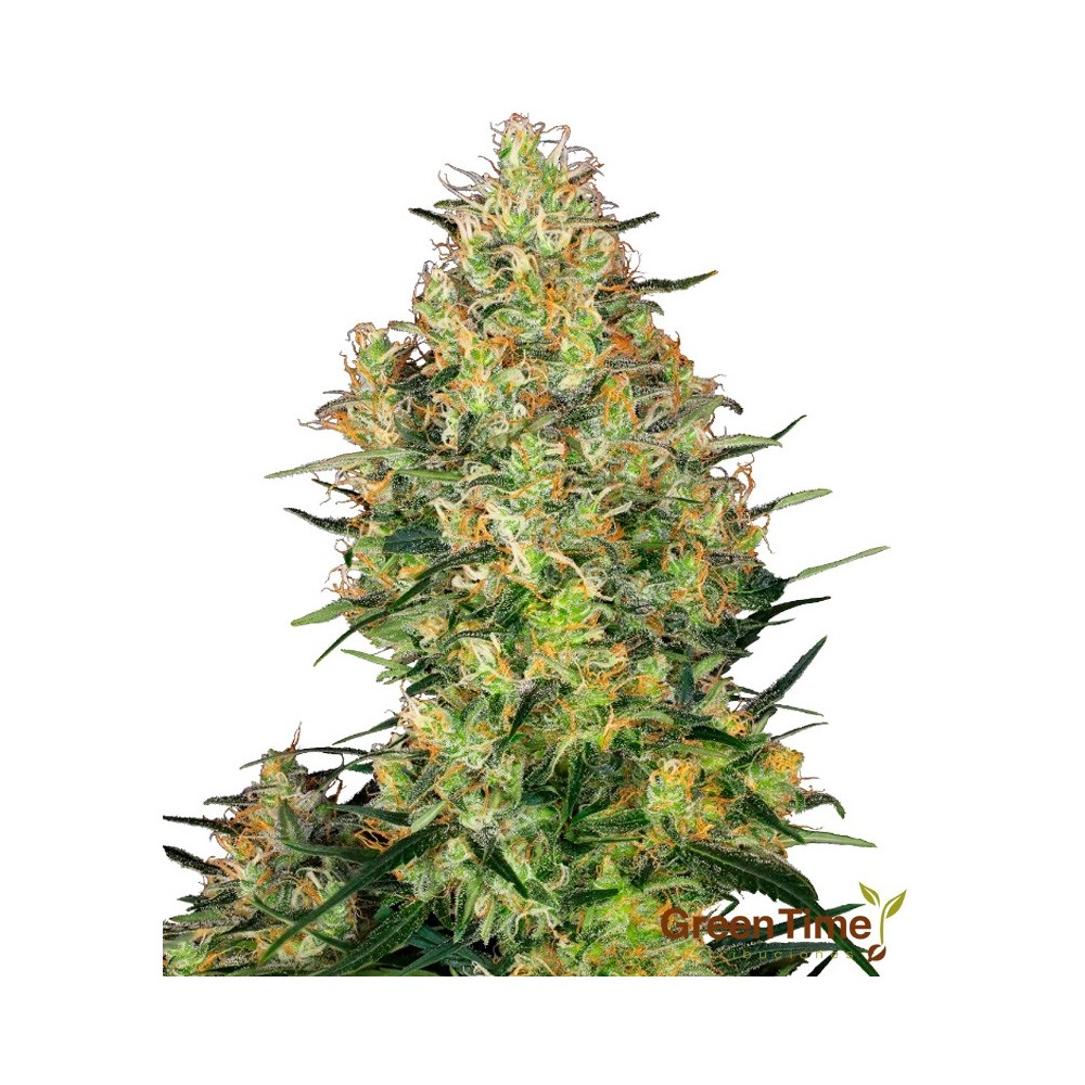 SHIVA SKUNK 10S REGULAR SENSI SEEDS