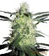 SILVER HAZE 10S REGULAR SENSI SEEDS