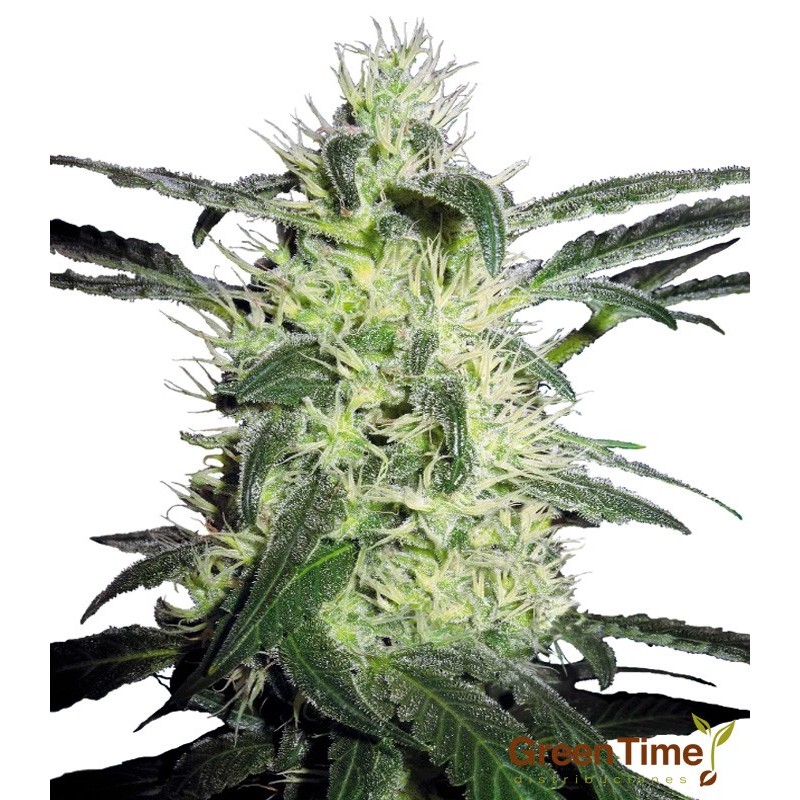 SILVER HAZE 10S REGULAR SENSI SEEDS