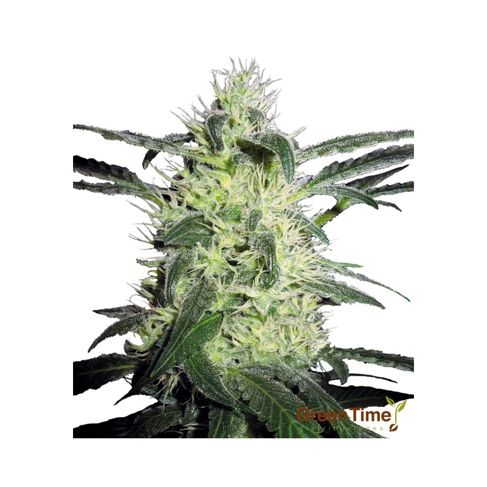 SILVER HAZE 10S REGULAR SENSI SEEDS
